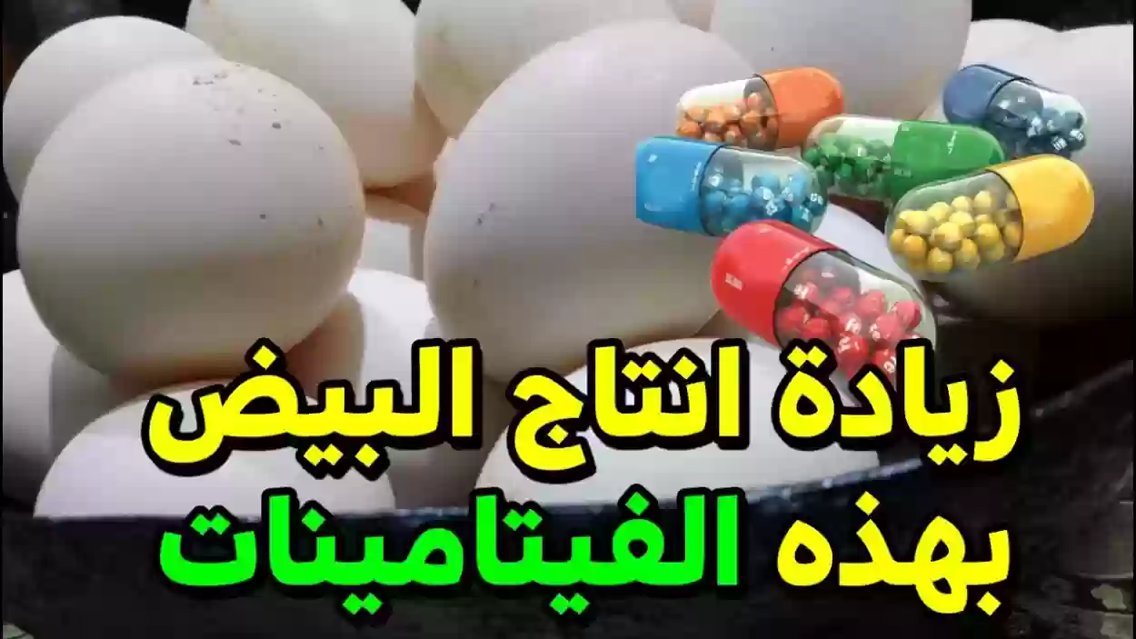 أهم أنواع الفيتامينات تزيد إنتاج البيض عند الدجاج