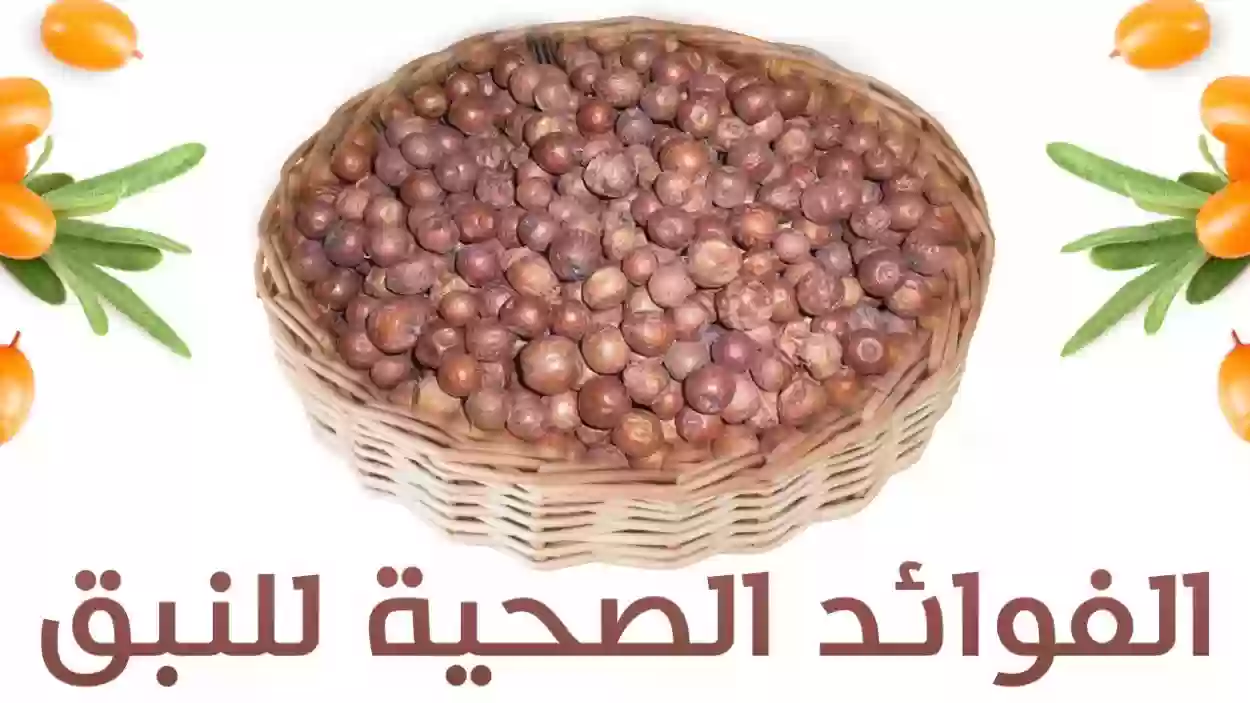 فوائد سدرة النبق