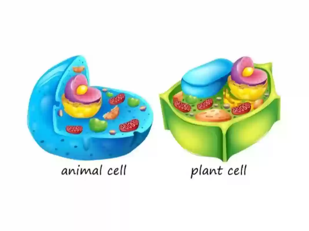 هل يمكن للخلية الحيوانية أن تكون خضراء اللون