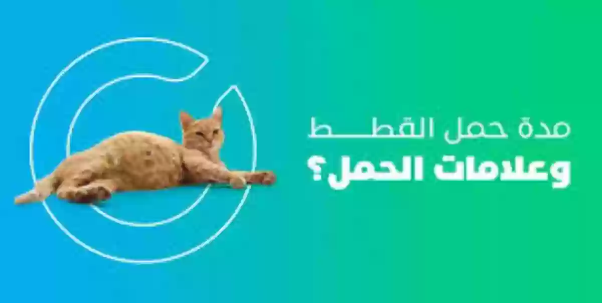 كم مدة حمل القطط | معلومات تفصيلية عن حمل القطط