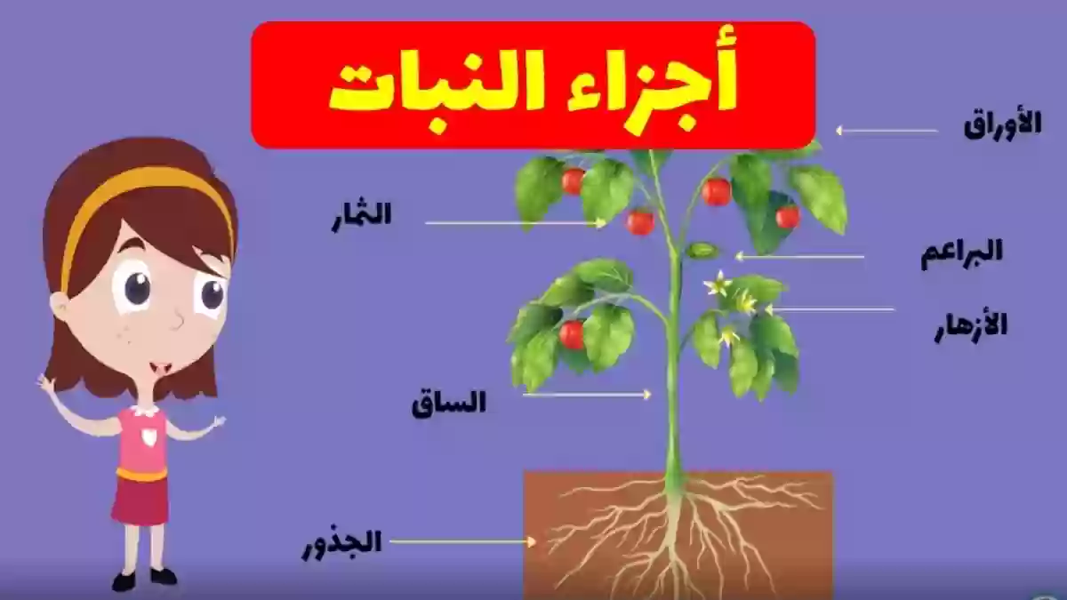 ما جزء النبات الذي ينتج البذور